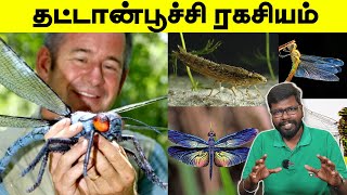 Unknown facts of  Dragonfly | தட்டான் பூச்சி பற்றிய ஆச்சரிய தகவல்கள் | Big Bang Bogan