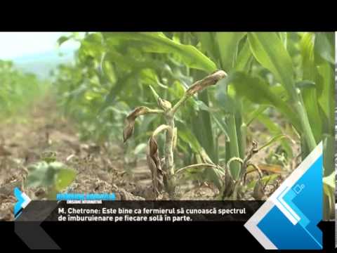 Protectia culturii de porumb Agroconnect 2014   R A  8 februarie 2014