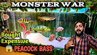 BOUGHT EXPENSIVE PEACOCK BASS | ADDING MOST EXOTIC PEACOCK BASS | GOLDEN KELBERI PEACOCK BASS