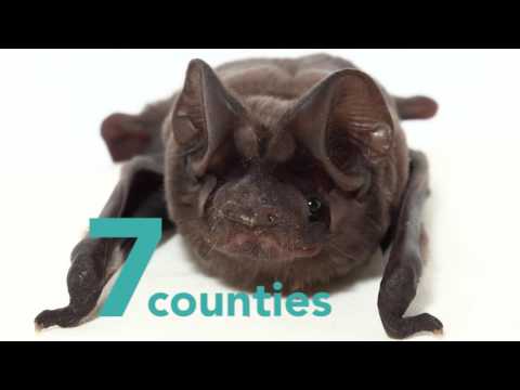 2nd YouTube video about are there bats in florida