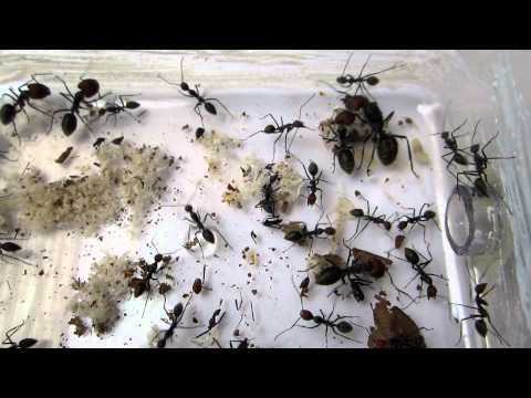 Camponotus singularis - Open view