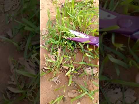 My cats love catnip grass