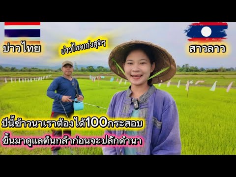 ปีนี้เข้านาข้าวเราต้องได้100กระสอบ พากันขึ้นมาดูแลต้นกล้าก่อนที่จะดำนา