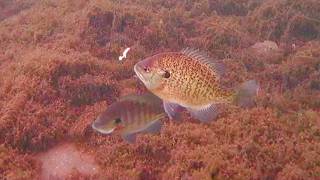 Ice Fishing with an Underwater Camera! - GIANT Bluegill EVERYWHERE!