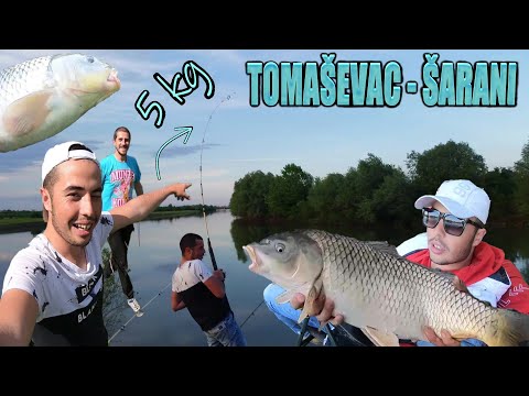 Pecanje ŠARANA u Tomaševcu - ULOVLJENA ZVER 🐟🎣😱(DULE MENADZER - PECANJE U POKUŠAJU)*7 ulova - 2 deo*