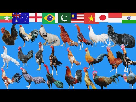 Top 50 roosters in the world | top most beautiful chicken roosters #chicken