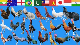 Download lagu Top 50 roosters in the world | top most beautiful chicken roosters #chicken mp3 Download lagu Top 50 roosters in the world | top most beautiful chicken roosters #chicken mp3