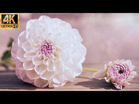 4K Blooming Flowers Time Lapse for Relaxation