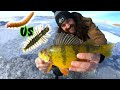 Video Thumbnail for Live Bait Mealworms VS Plastic Scented Multi Species JUMBO Perch