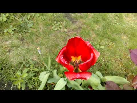 IM GARTEN | Dokumentation - Tag 47 | 05. 05. 2019