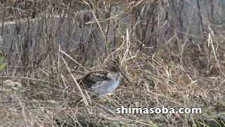 毎日ジシギ(動画あり)