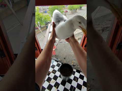 Trying To Hold My Pet Seagull Part 8!