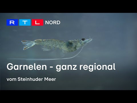 Garnelen made in Niedersachsen