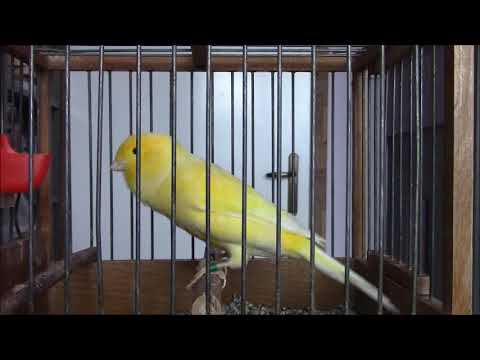 Канар Орфей 2019, гр. София