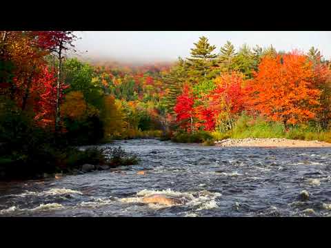 USA River Flowing in Autumn Forest. 4k Relaxing River, Water Sounds. White Noise for Sleep, Study.