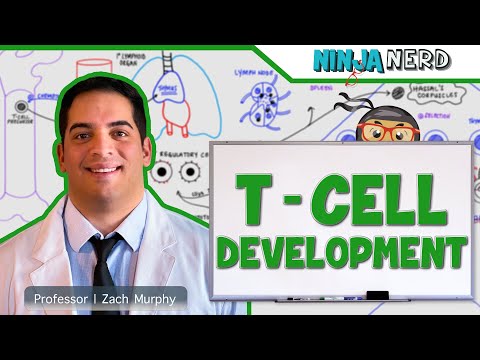 Immunology | T- Cell Development