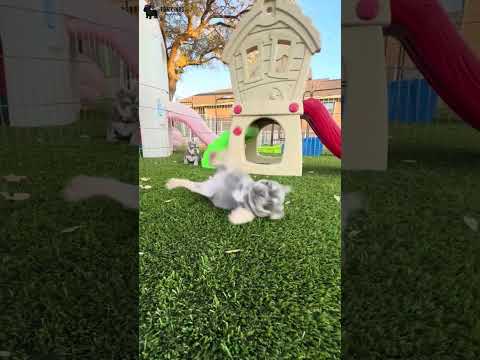 Video 1