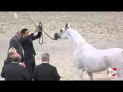 WAHC 2015 - Class CM 3B