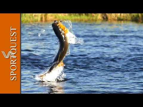 MASSIVE Golden Dorado takes on the fly at Pira Lodge, Argentina