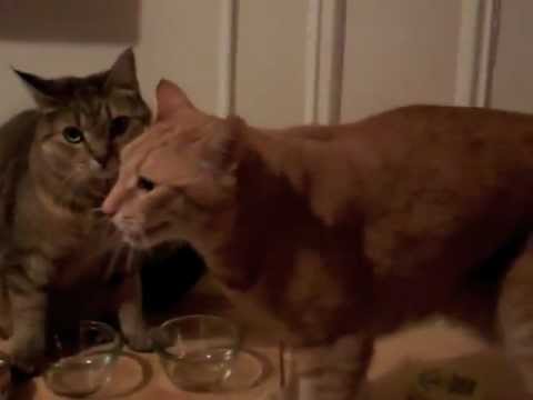 Adi + Kyle (+ Cats) = Save The Date