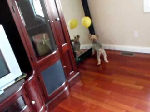 Puppy playing with balloon (Part 2)
