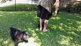 Video preview image #4 Bouvier Des Flandres-Poodle (Standard) Mix Puppy For Sale in LAKELAND, FL, USA