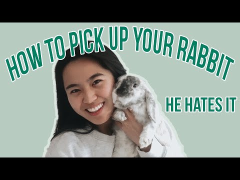 HOW TO PICK UP YOUR RABBIT | So they don't hate you