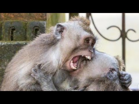 Ah ouais solide 1v1, les viewers sont chauds