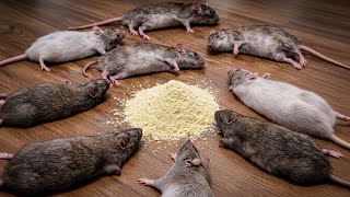 Download lagu Mereka MATI seketika‼️Cara membasmi Tikus tanpa RACUN mp3