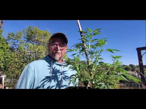 SC420R- WEED NEWS NOV 13 2020
