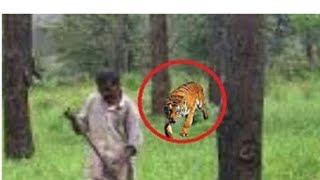 tiger attacks in an Indian village.