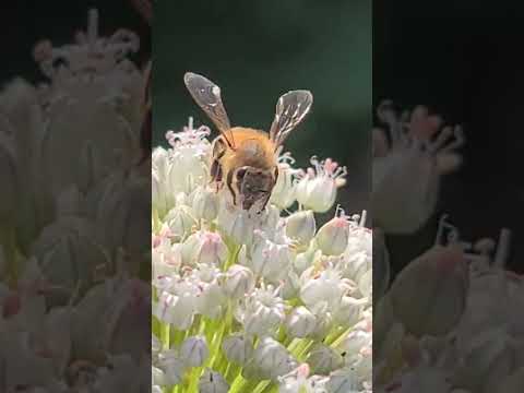 , title : 'Honey bee (Apis mellifera) on Allium'