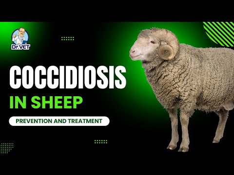 Coccidiosis in Sheep: Prevention and Treatment | Dr.Vet