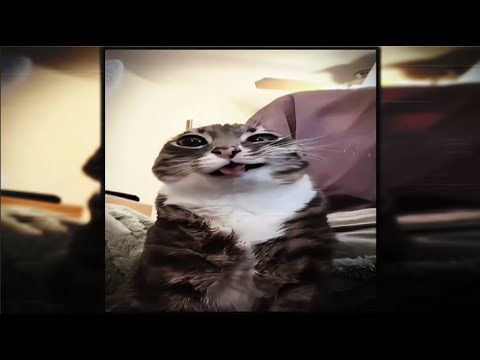 𝙈𝙊𝙉𝙏𝘼𝙂𝙀𝙈 𝙑𝙊𝙇𝙏𝙀 𝙎𝙇𝙊𝙒𝙀𝘿