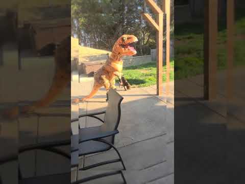 T-REX rolling on #NNskates RONIN frames and Seba SX boot.