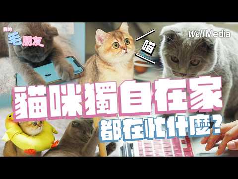 E貓 與 I貓 獨自在家都在忙什麼?驚人行為大公開!【我的毛朋友】EP13