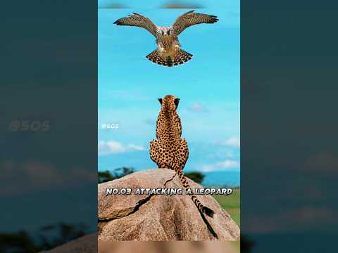 Top Five Best Peregrine Falcon Attacks 😱 | 🦅 | 🥵