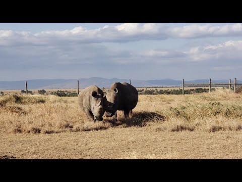 The Last Two Northern White Rhinos on Earth |                        A Heartbreaking Reality.