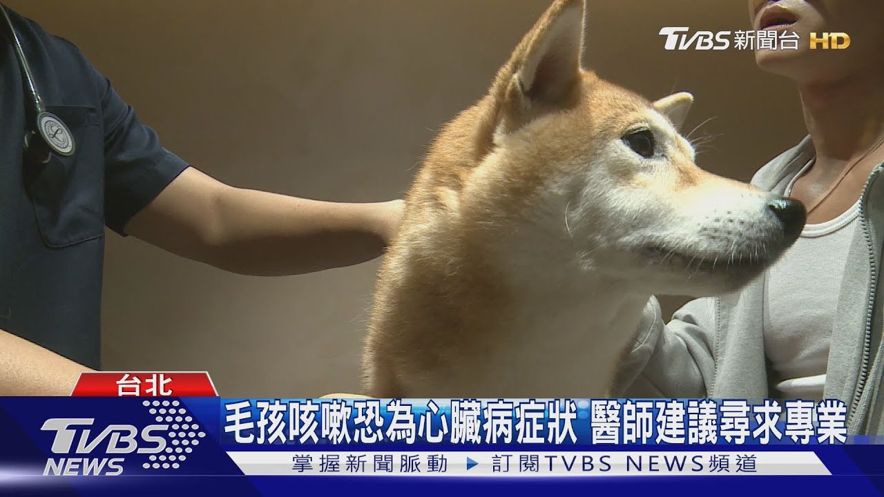 毛孩咳嗽恐為心臟病症狀 醫師建議尋求專業