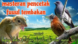 Download lagu Pencetak tembakan 🔥🔥 bajing kekes Tepus kepala abu dan murai air mp3