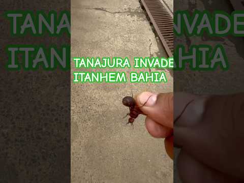 Tanajura invade Itanhem Bahia #tanajura #shorte #bairrocentro #bairrosaojose