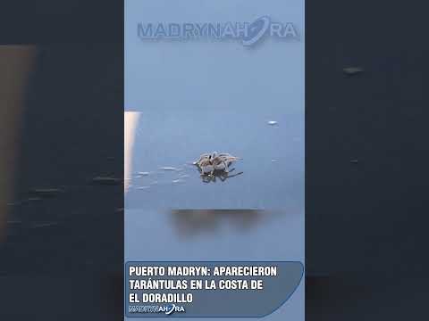 Puerto Madryn: aparecieron tarántulas en la costa de El Doradillo  Una escena poco habitual…