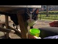 Tuxedo Cat With Pink Nose Only Wants Love And Attention