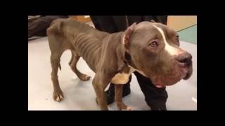 38 dogs, six dead, removed from Riverside County home