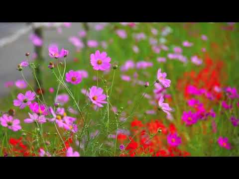 The best music to calm the mind  Highlights - Relaxing Music