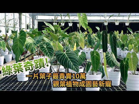 闊葉植物