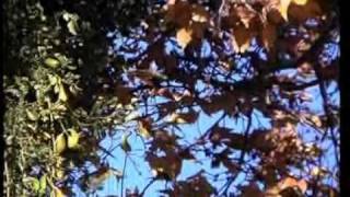 SYCAMORE MISTLETOE