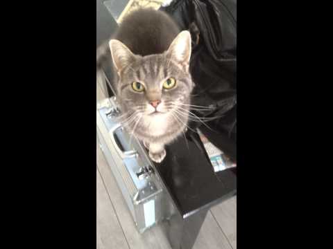 Cat says hello 1 : Madame Jeanette