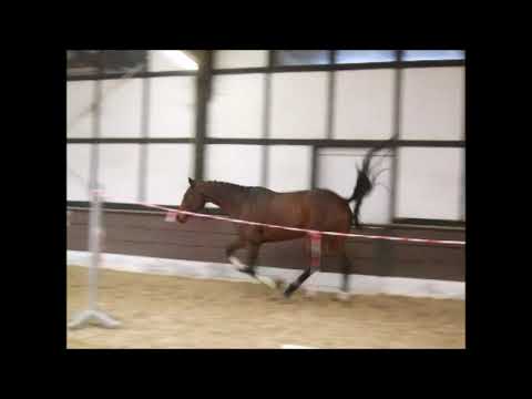 CHATENDRA 4j. v. Chatender - Centus  A-platz. VB 8.500,- Euro