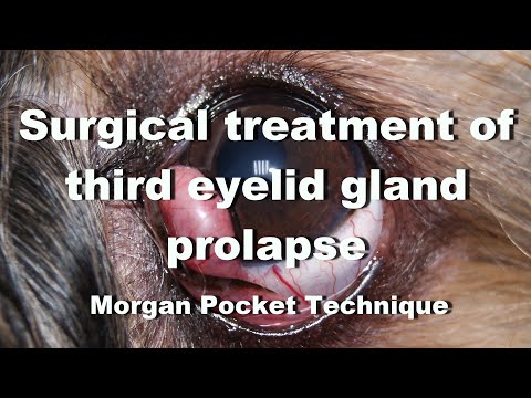 Surgical treatment of third eyelid gland prolapse in a dog. Morgan Pocket Technique